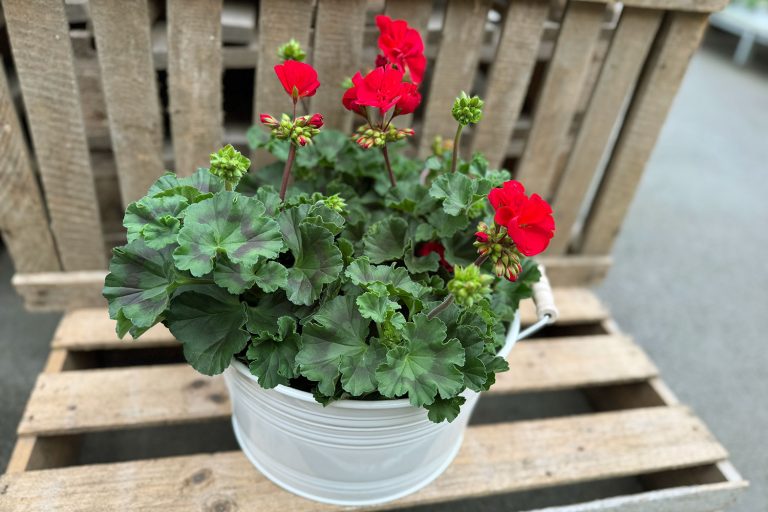 Pelargonier i en kruka