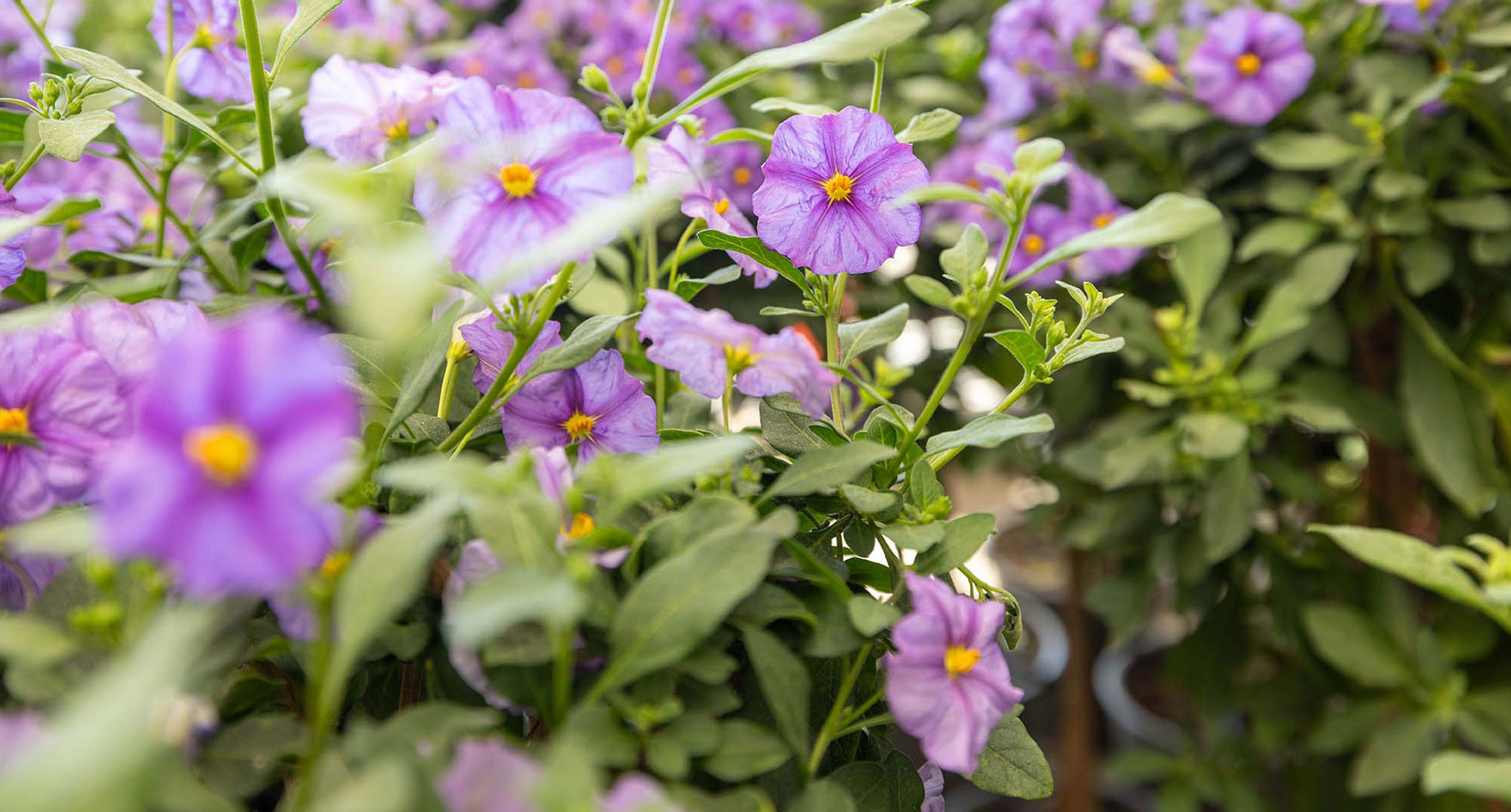 Lila sommarblommor i närbild